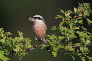 5_Foto_Saxifraga_strakoš obyčajný