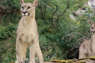 Die Puma-Wandler Carag und Andrew Milling in ihrer Tiergestalt.