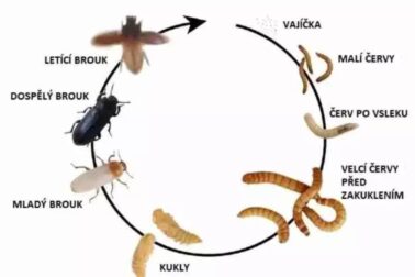 zivotny cyklus potemnika mucneho