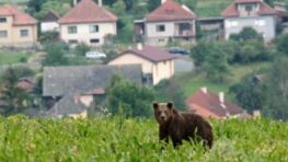 Stanovisko ŠOP SR k medializovaným prípadom výskytu medveďa hnedého počas uplynulého víkendu