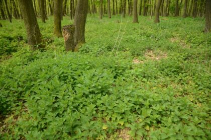 Obr. 1: V dôsledku obohacovania lesného prostredia dusíkom sa rozširuje len niekoľko druhov rastlín, ktoré vytláčajú ostatné a spôsobujú tak pokles biodiverzity lesov. Na fotografii pŕhľava dvojdomá, na živiny a dusík náročná rastlina, ktorá získala absolútnu prevahu v druhovom zložení dubového lesa na južnom Slovensku. ©František Máliš