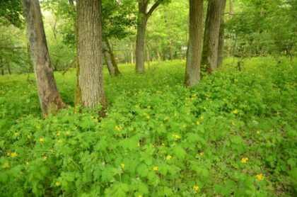 Obr. 2: V dôsledku obohacovania lesného prostredia dusíkom sa rozširuje len niekoľko druhov rastlín, ktoré vytláčajú ostatné druhy a spôsobujú tak pokles biodiverzity lesov. Na fotografii lastovičník väčší, na živiny a dusík náročná rastlina, ktorá získala absolútnu prevahu v druhovom zložení dubového lesa na južnom Slovensku. ©František Máliš